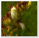 Plant bug (<em>Lygus vanduzeei</em>)