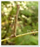 Common gray moth caterpillar (<em>Anavitrinella pampinaria</em>), #6590