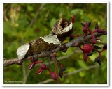 Giant swallowtail butterfly caterpillar (Papilio cresphontes)