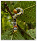 Orange-humped mapleworm caterpillar (<em>Symmerista leucitys</em>), #7953