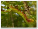 Great Ash Sphinx moth Caterpillar (<em>Sphinx chersis</em>), #7802