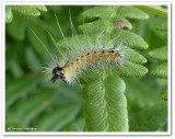 Fall webworm (<em>Hyphantria cunea</em>), #8140