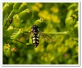 Hover fly (<em>Epistrophella emarginata</em>)