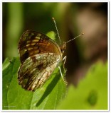 Northern crescent butterfly  (<em>Phyciodes cocyta</em>)