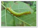 Great Ash Sphinx moth Caterpillar (<em>Sphinx chersis</em>), #7802
