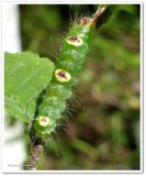 Ochre dagger moth caterpillar (<em>Acronicta morula</em>), #9236