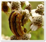Striped garden caterpillar (<em>Trichordestra legitima</em>), #10304