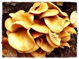 More mushrooms