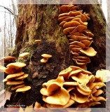Magic mushrooms