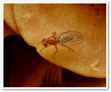 Fly, possibly <em>Chyromyidae</em> sp.