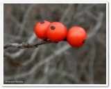 Winterberry (<em>Ilex verticillata</em>)