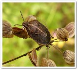 Stinkbug (<em>Neottiglossa undata</em>)