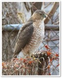 Garden visitor