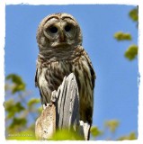 Barred owl 