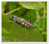 Grasshopper (<em>Melanoplus punctulatus</em> sp.)