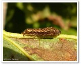 Small brown quaker moth caterpillar (<em>Pseudorthodes vecors</em>), #10578