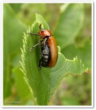 Clay-coloured leaf beetle  (<em>Anomoea laticlavia</em>)