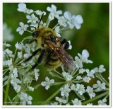 Bumble bee (<em>Bombus</em>) on Queen Annes Lace