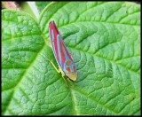 Leafhopper (<em>Graphocephala</em>)