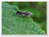 Leafhopper (<em>Scaphoideus</em>)