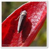 Leafhopper (<em>Neokolla hieroglyphica</em>)