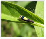 Saddled leafhopper  (<em>Colladonus clitellarius</em>)
