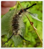 Sharp-lined tussock moth caterpillar (<em>Dasychira dorsipennata</em>), #8293