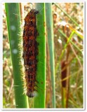 Cattail caterpillar (<em>Acronicta insularis</em>), #9280