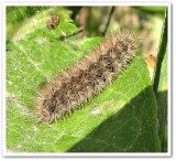 Ruby tiger moth caterpillar  (<em>Phragmatobia fuliginosa</em>), #8156