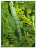 Green leuconycta (<em>Leuconycta diphteroides</em>), #9065