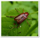 Scarab beetle (<em>Dichelonyx</em> sp.)