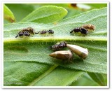 Treehopper (<em>Publilia</em>) nymphs and recently transformed adults