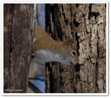 Red squirrel  (<em>Tamiasciurus hudsonicus</em>)