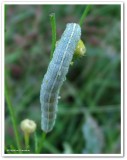 Caterpillar (<em>Cucullia florea</em> )