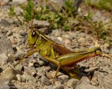 Two-striped grasshopper  (<em>Melanoplus bivittatus</em>) laying eggs