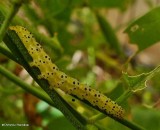 Moth caterpillar (<em>Hypena opulenta</em>)
