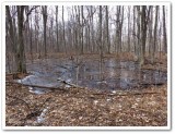 The woods awaken