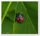 Predatory stinkbug nymph (<em>Podisus placidus</em>)