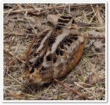American woodcock