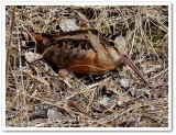 American woodcock