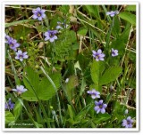 Blue eyed grasses (<em>Sisyrinchium montanum</em>)