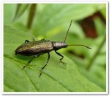 Long-jointed beetle (<em>Arthromacra aenea</em>)
