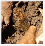 Bumble flower beetle (Euphoria inda)