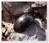 Predacious diving beetle (<em>Dytiscus</em>)?