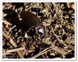 Ground beetle (<em>Carabus</em> sp.)