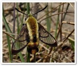 Snowberry clearwing moth (Hemaris diffinis), #7855