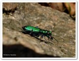 Six-spotted tiger beetle  (<em>Cicindela sexguttata</em>)