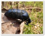Blister beetle (<em>Meloe</em> sp.) , female