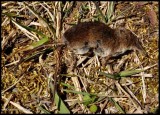 Common shrew (<em>Sorex cinereus</em>)