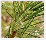 Cutworm moth caterpillar (<em>Xestia</em> sp.)